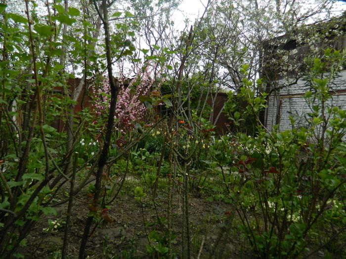 DSCN3981 - 2016 APRILIE