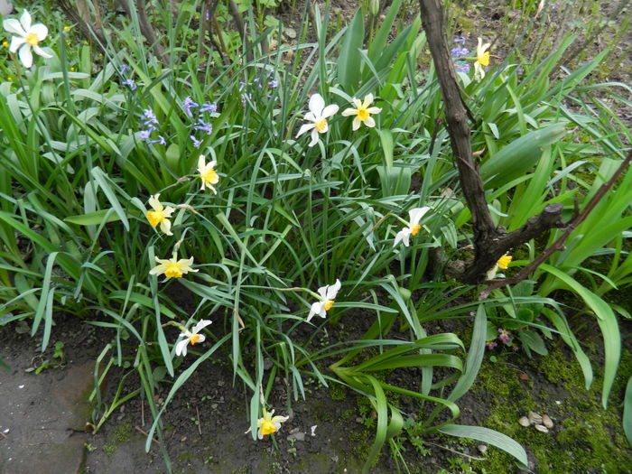 DSCN3990 - 2016 APRILIE