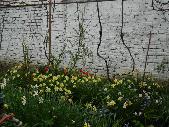 DSCN3999 - 2016 APRILIE