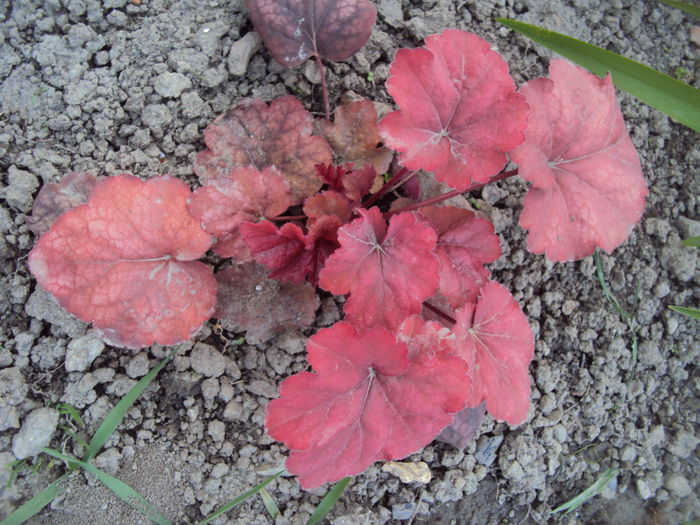 Fire Chief - 2016 Heuchera