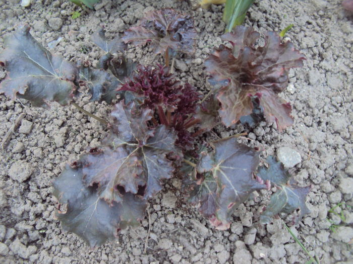Neidentificata - 2016 Heuchera