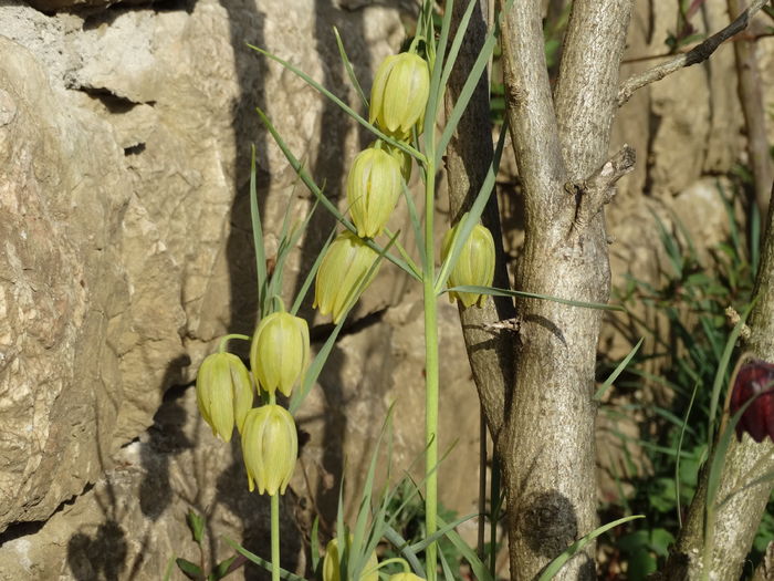 DSC05769 - In gradina 2016