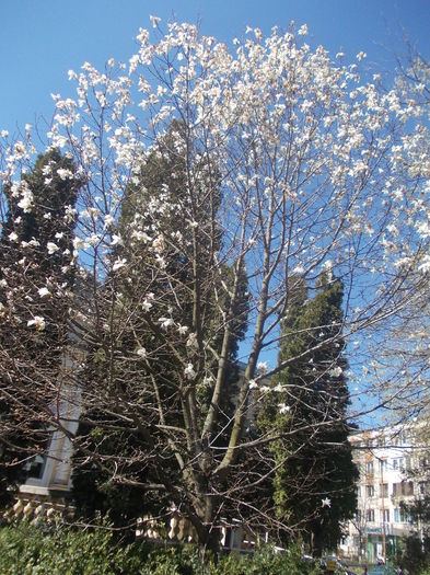 magnolie alba