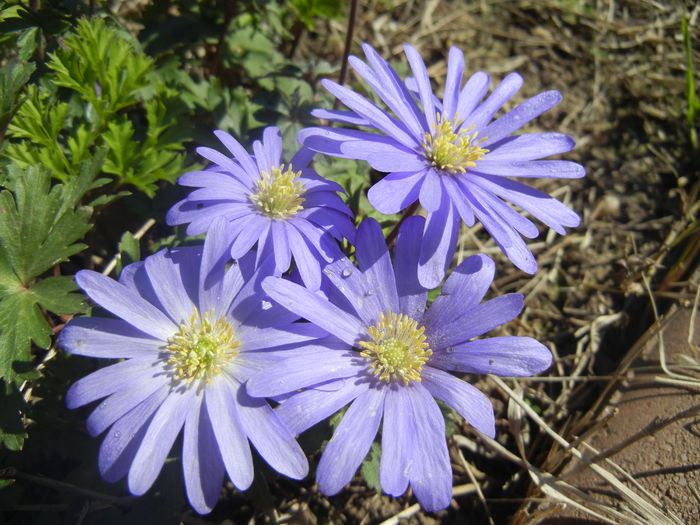 Anemone Blue Shades (2016, March 31)