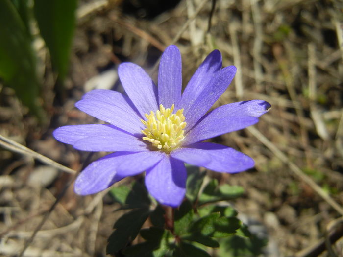 Anemone Blue Shades (2016, March 31)