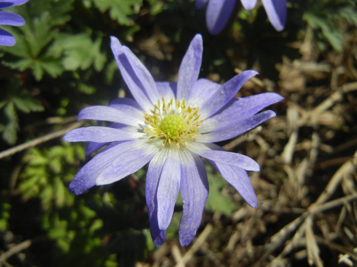 Anemone Blue Shades (2016, March 31)