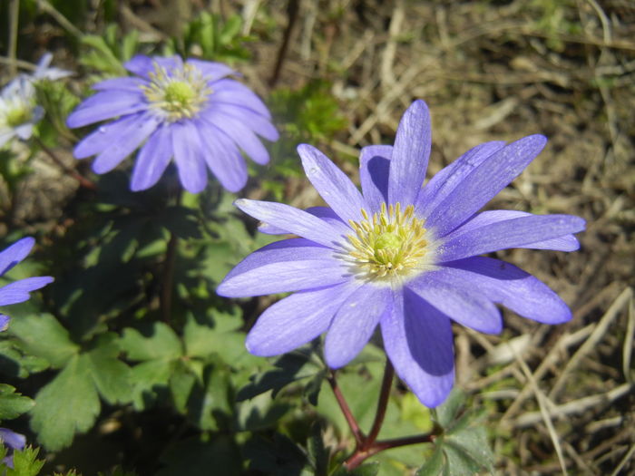 Anemone Blue Shades (2016, March 31)
