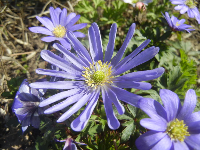 Anemone Blue Shades (2016, March 31)