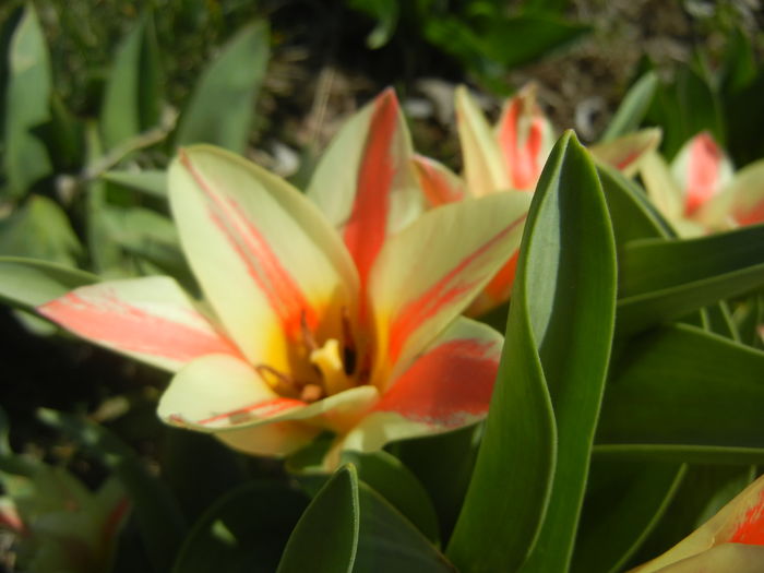 Tulipa Quebec (2016, March 30) - Tulipa Quebec
