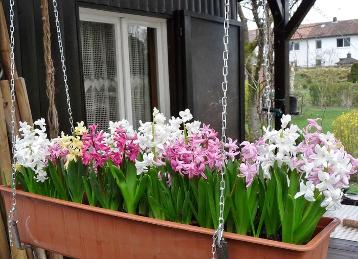 P1780799 - 2016 - 01 - Primavara