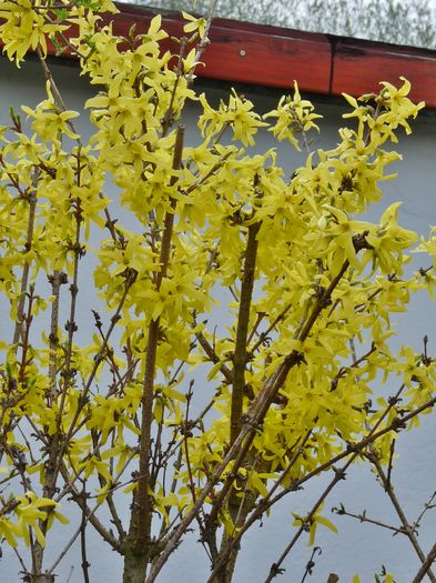 P1780812 - 2016 - 01 - Primavara