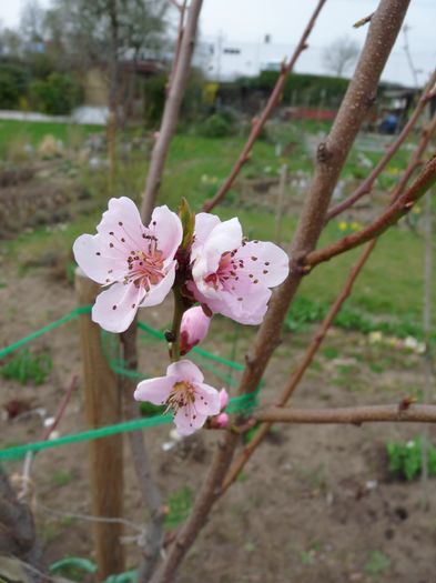 P1780872 - 2016 - 01 - Primavara