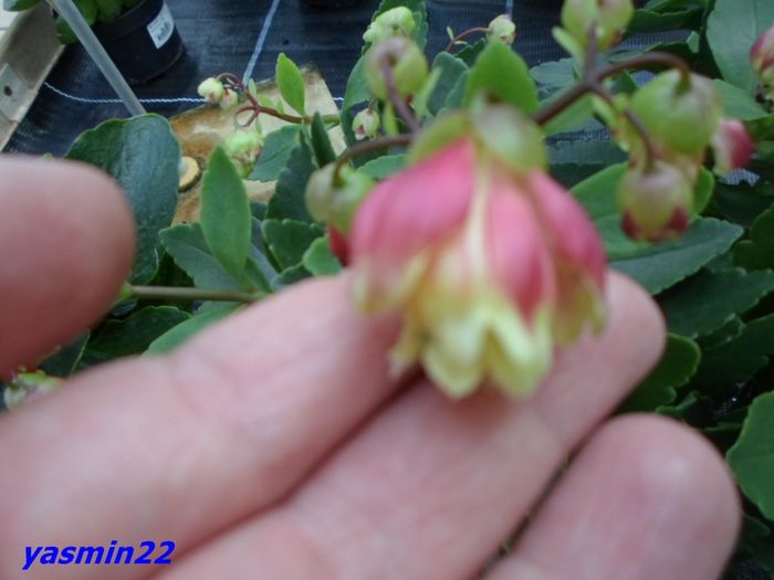 159   12 mar.2016 - Expozitie de flori