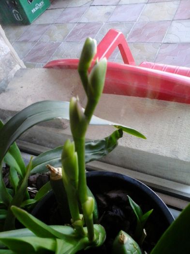 20160404_112948 - Zygopetalum-multumesc din suflet d-nei Magdacta