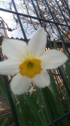 527 - narcisele mele