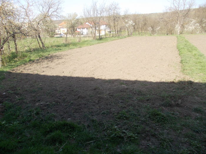 Gradina de legume - 1__12 Alei si rondouri cu flori Gradina de legume