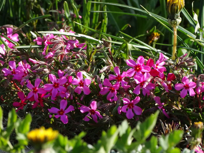 DSC02907 - b-primavara-2016