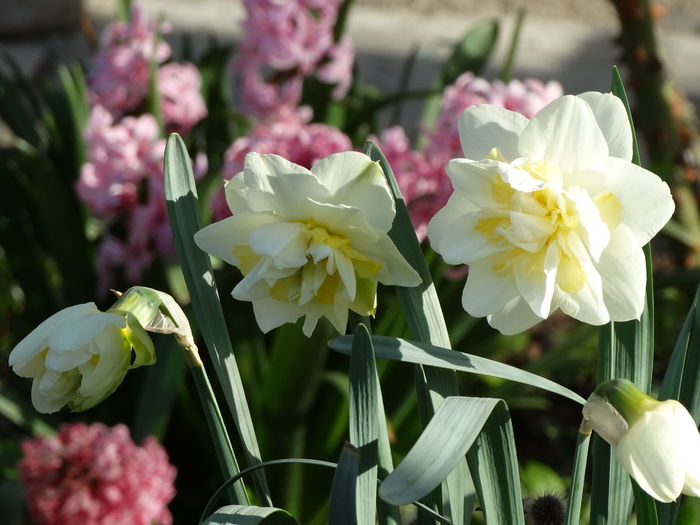 DSC02909 - b-primavara-2016