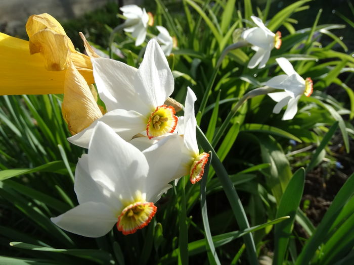 DSC02918 - b-primavara-2016