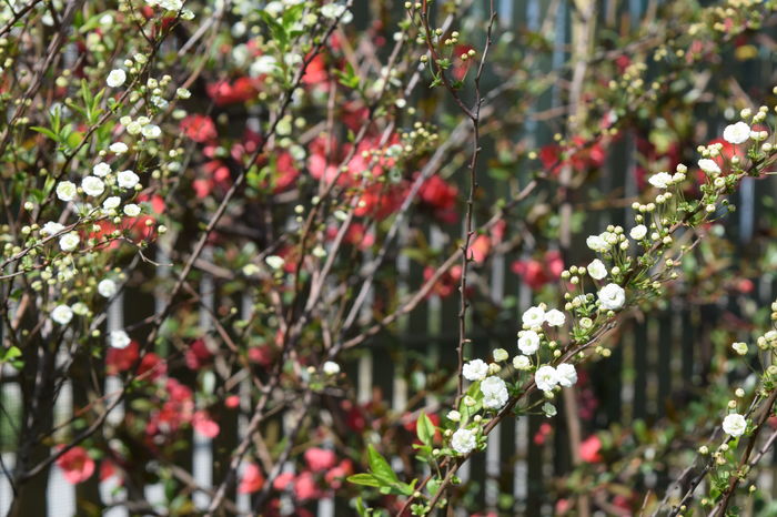 Prunus si Chaenomela