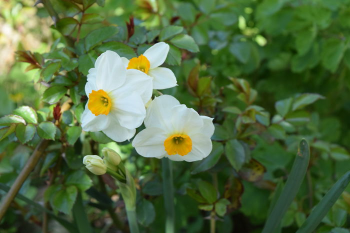Narcise Flower record