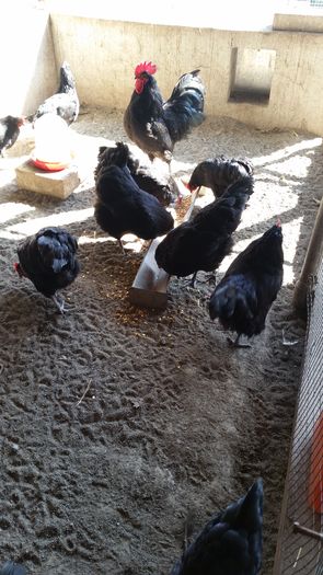 20160403_104259 - Australorp