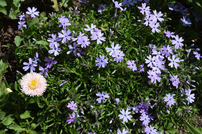 Phlox subulata