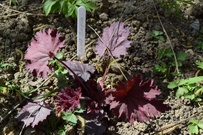 Midnight Bayou - Heuchera_achizitii