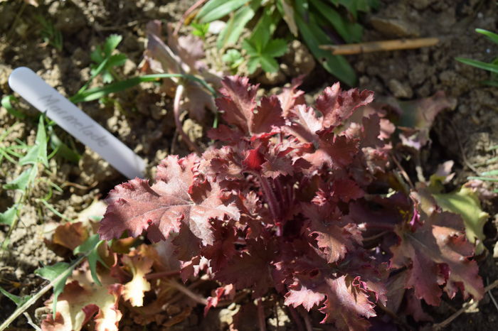 Marmelade - Heuchera_achizitii