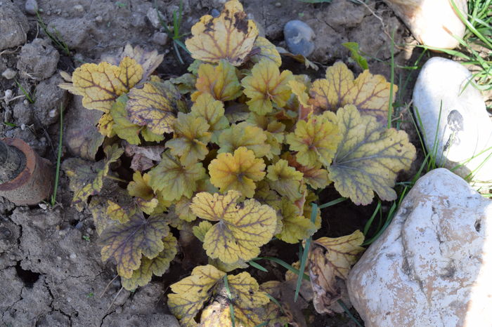 Electra - Heuchera_achizitii