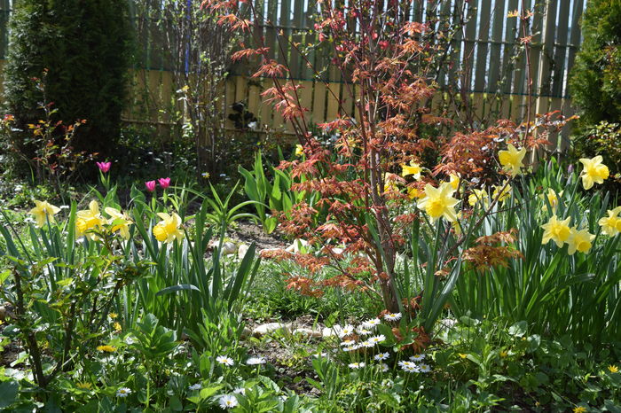 Daffodils si Passionale