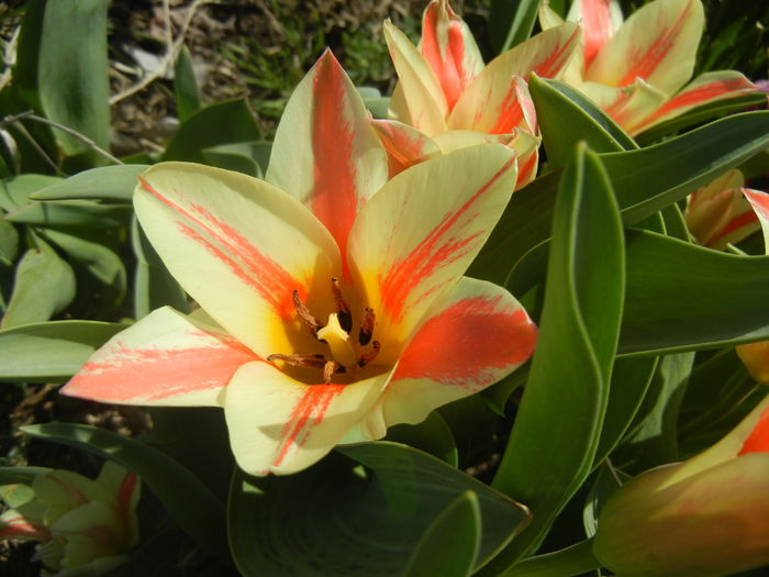 Tulipa Quebec (2016, March 30) - Tulipa Quebec