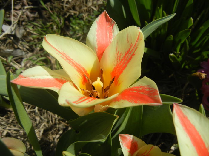 Tulipa Quebec (2016, March 30) - Tulipa Quebec