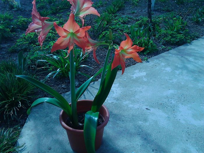 IMG_20160404_153132 - Amaryllis