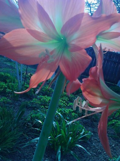 IMG_20160404_153150 - Amaryllis