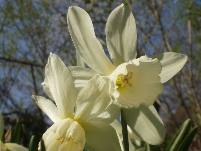 'Thalia' - Narcise