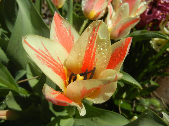 Tulipa Quebec (2016, March 31) - Tulipa Quebec