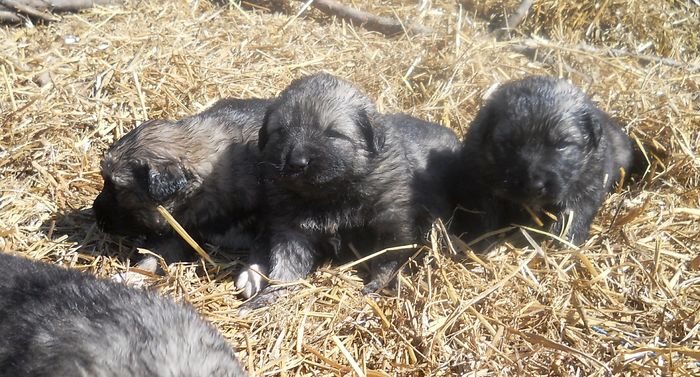 3 - DE VANZARE PUI CIOBANESTI CAUCAZIENI RASA PURA