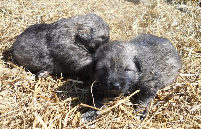 7 - DE VANZARE PUI CIOBANESTI CAUCAZIENI RASA PURA