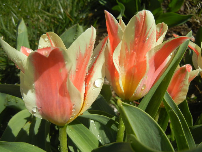 Tulipa Quebec (2016, March 31) - Tulipa Quebec