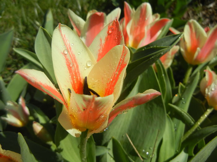 Tulipa Quebec (2016, March 31) - Tulipa Quebec