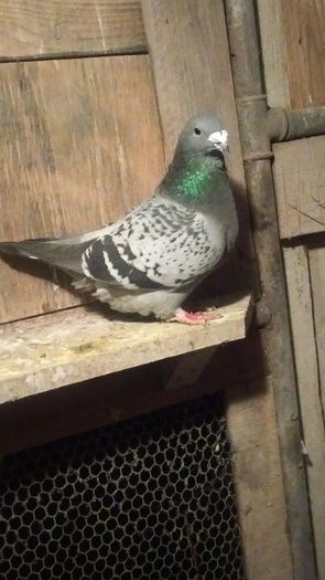 F2014 - Voiajori Standard femele 2016