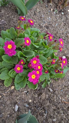 WP_20160404_16_46_16_Pro