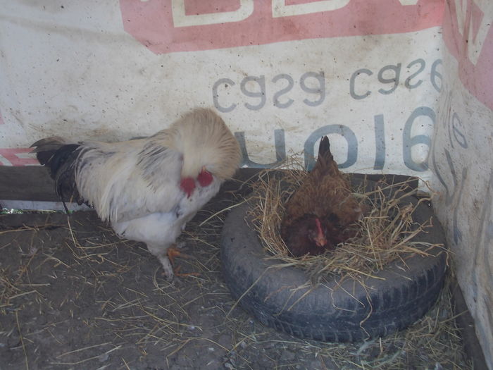 Albutu pazind o puica la cuibar 1 - 1__1 Gainile mele