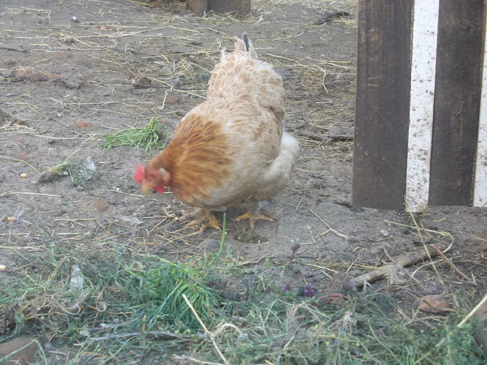 Hibrid, mama cochinchina pitic tata cocos de talie mare 1 - 1__1 Gainile mele