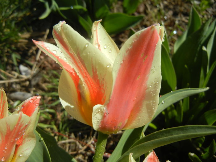 Tulipa Quebec (2016, March 31) - Tulipa Quebec