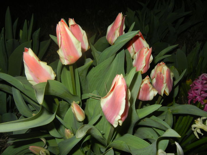 Tulipa Quebec (2016, March 31)