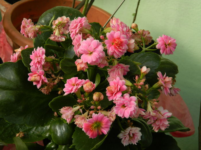 DSCN4041 - 2016 APRILIE