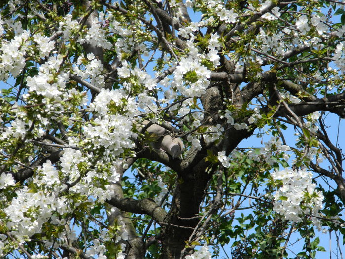 DSCN4064 - 2016 APRILIE