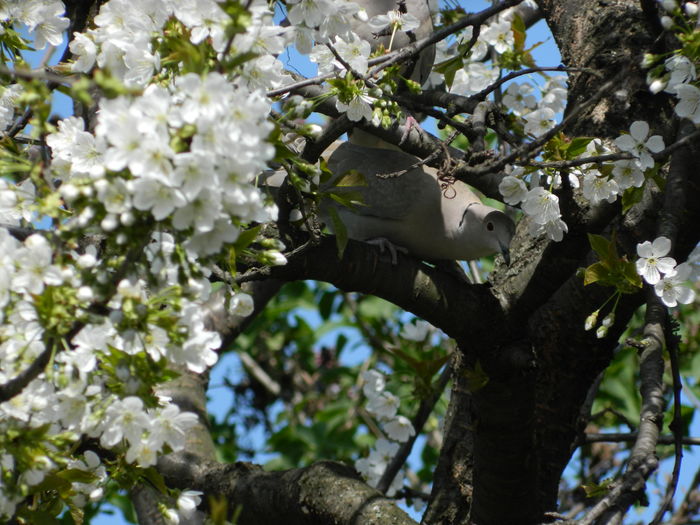 DSCN4066 - 2016 APRILIE